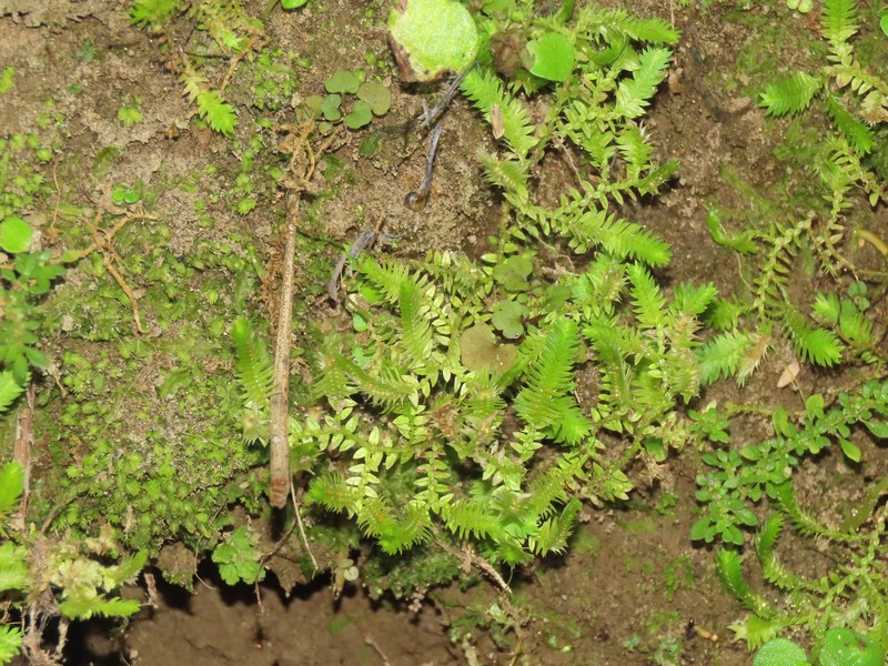 Fringed Spikemoss photo 2