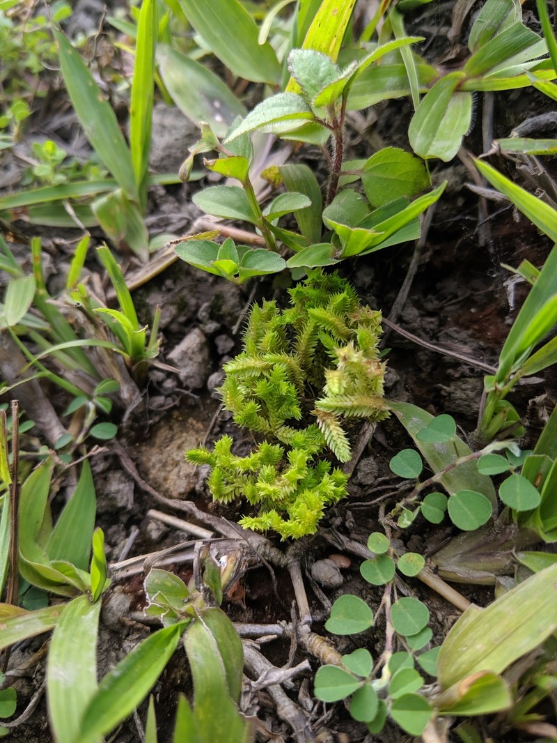Fringed Spikemoss photo 3