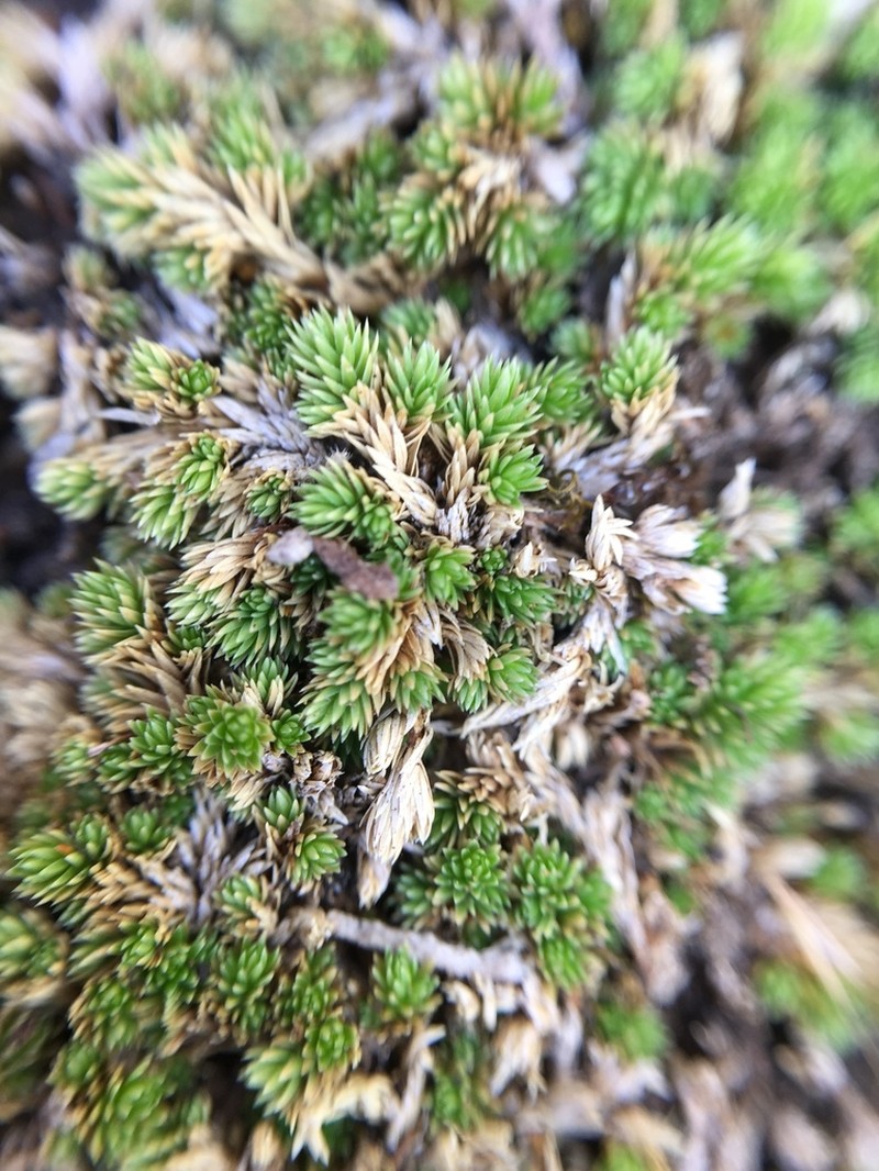 Mesa Spikemoss photo 2