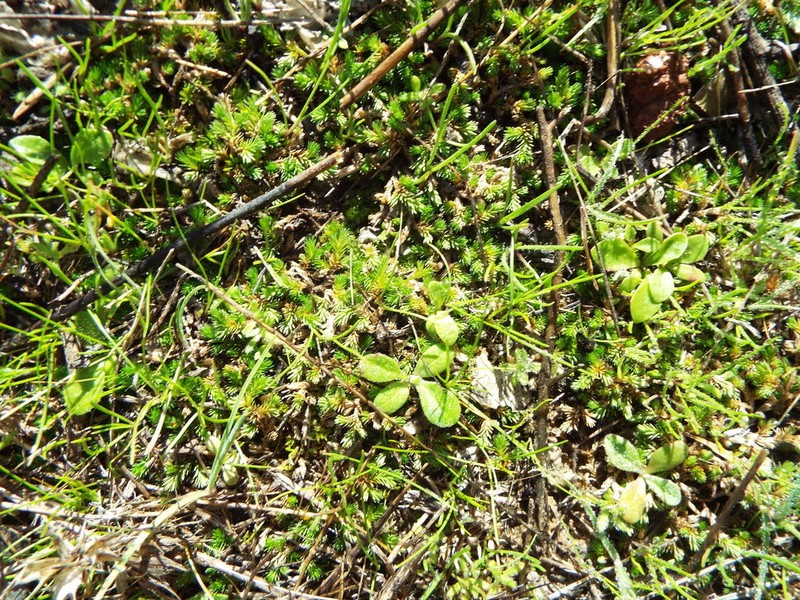Mesa Spikemoss photo 3