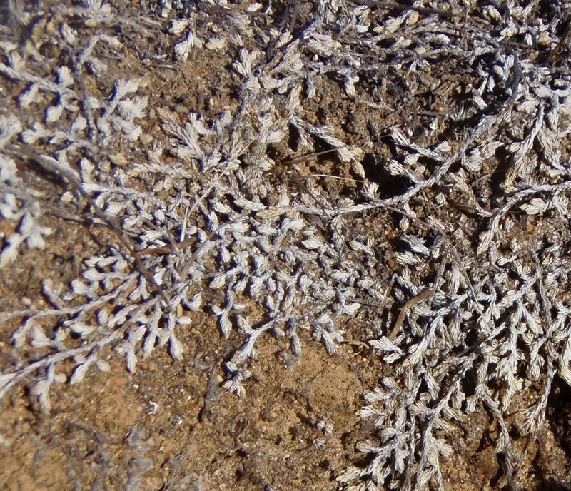 Mesa Spikemoss photo 4