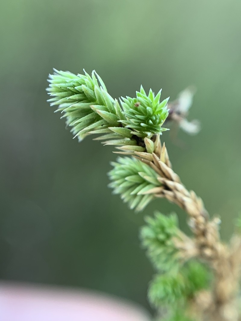 Mesa Spikemoss photo 5