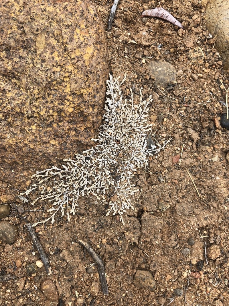 Mesa Spikemoss photo 6