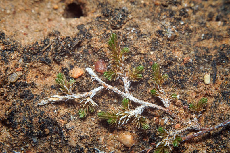 Mesa Spikemoss photo 7