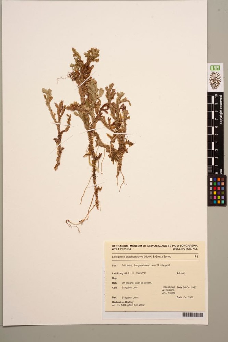Selaginella cochleata