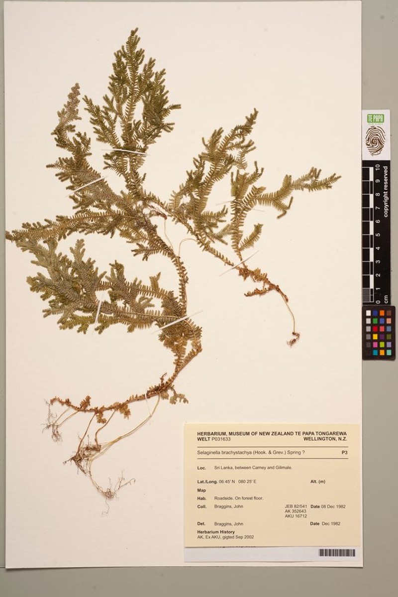 Selaginella cochleata photo 2