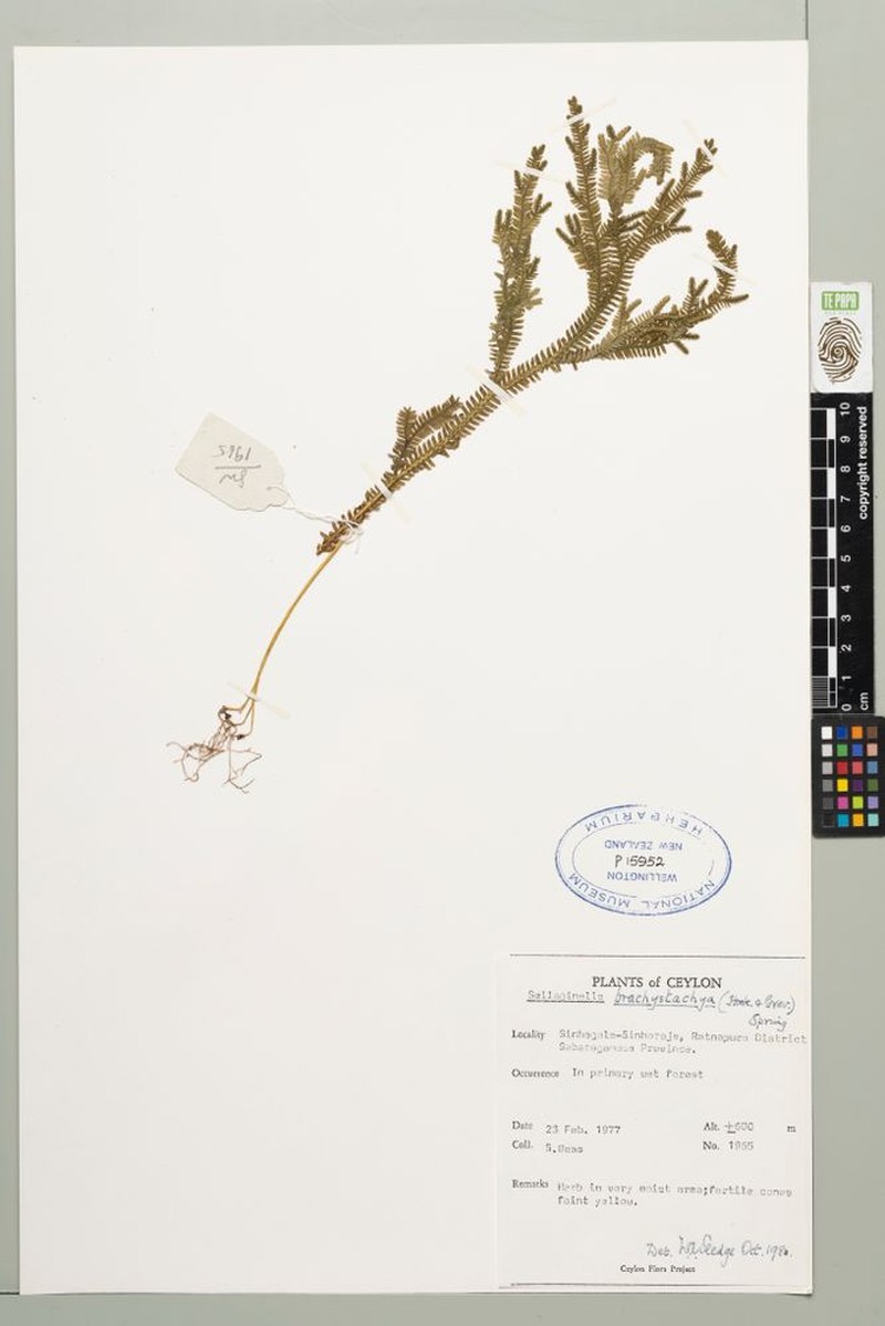 Selaginella cochleata photo 3