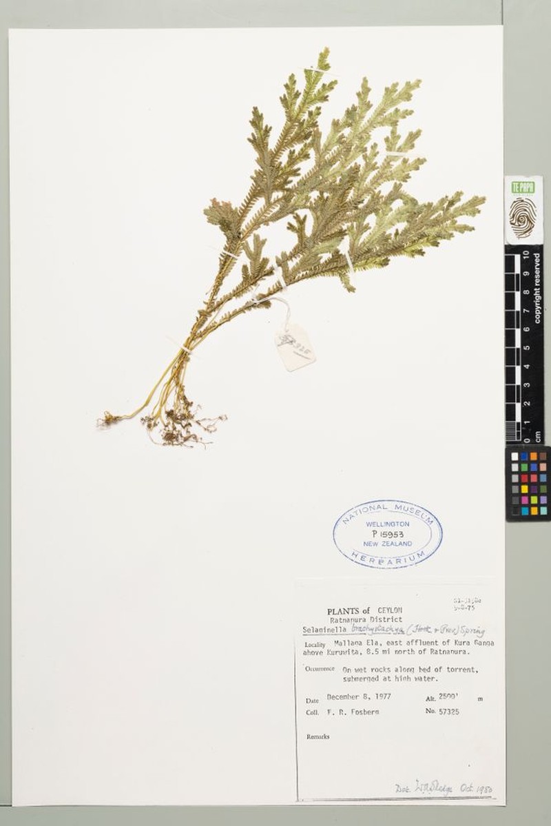 Selaginella cochleata photo 4