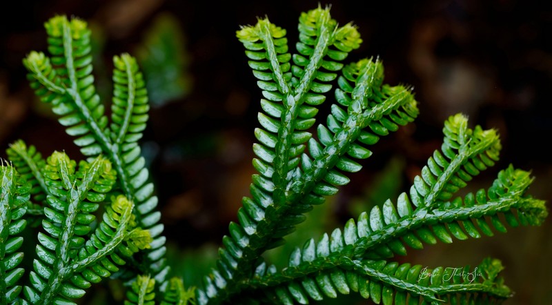 Selaginella commutata