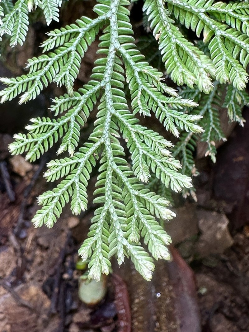 Selaginella commutata photo 2