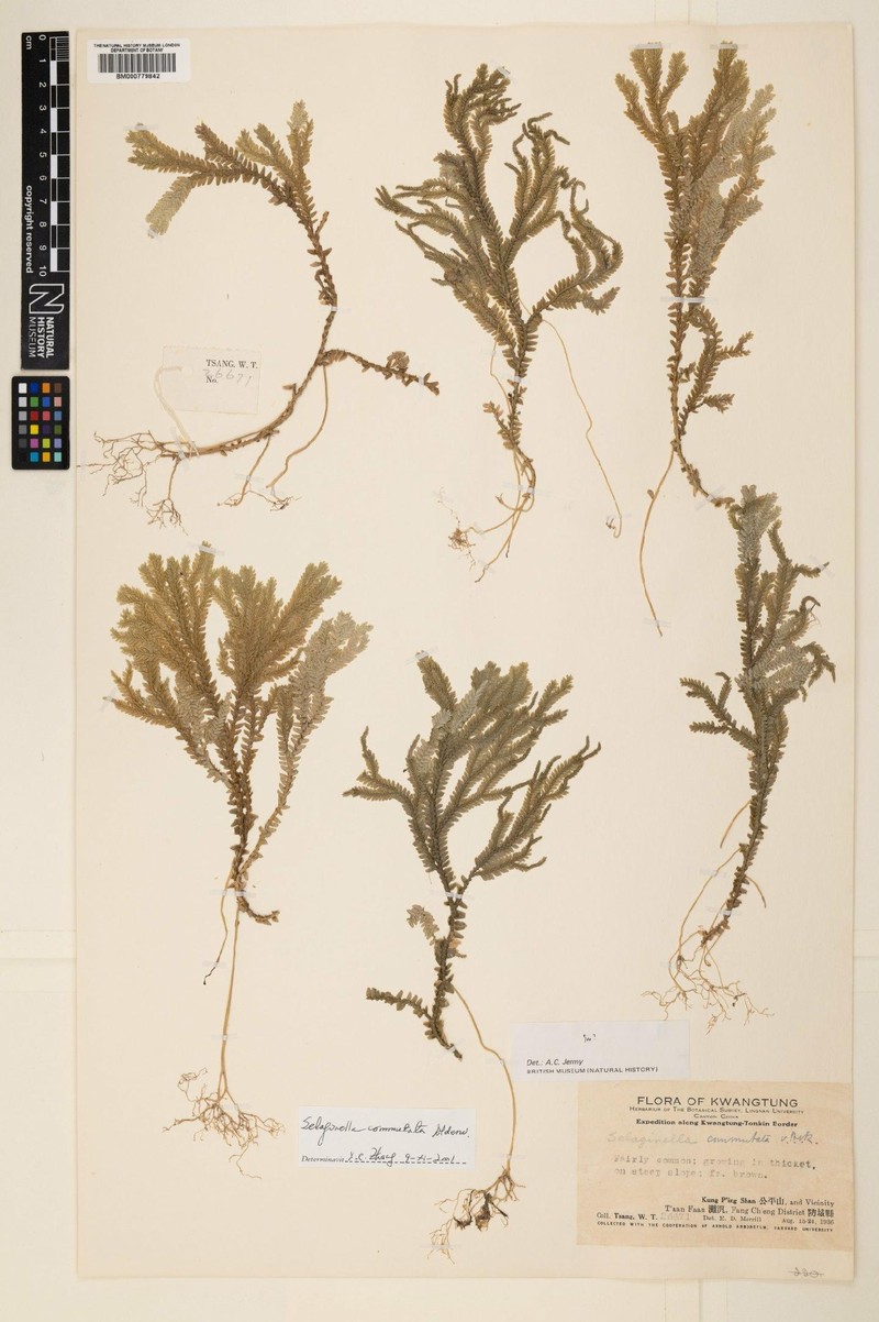 Selaginella commutata photo 3
