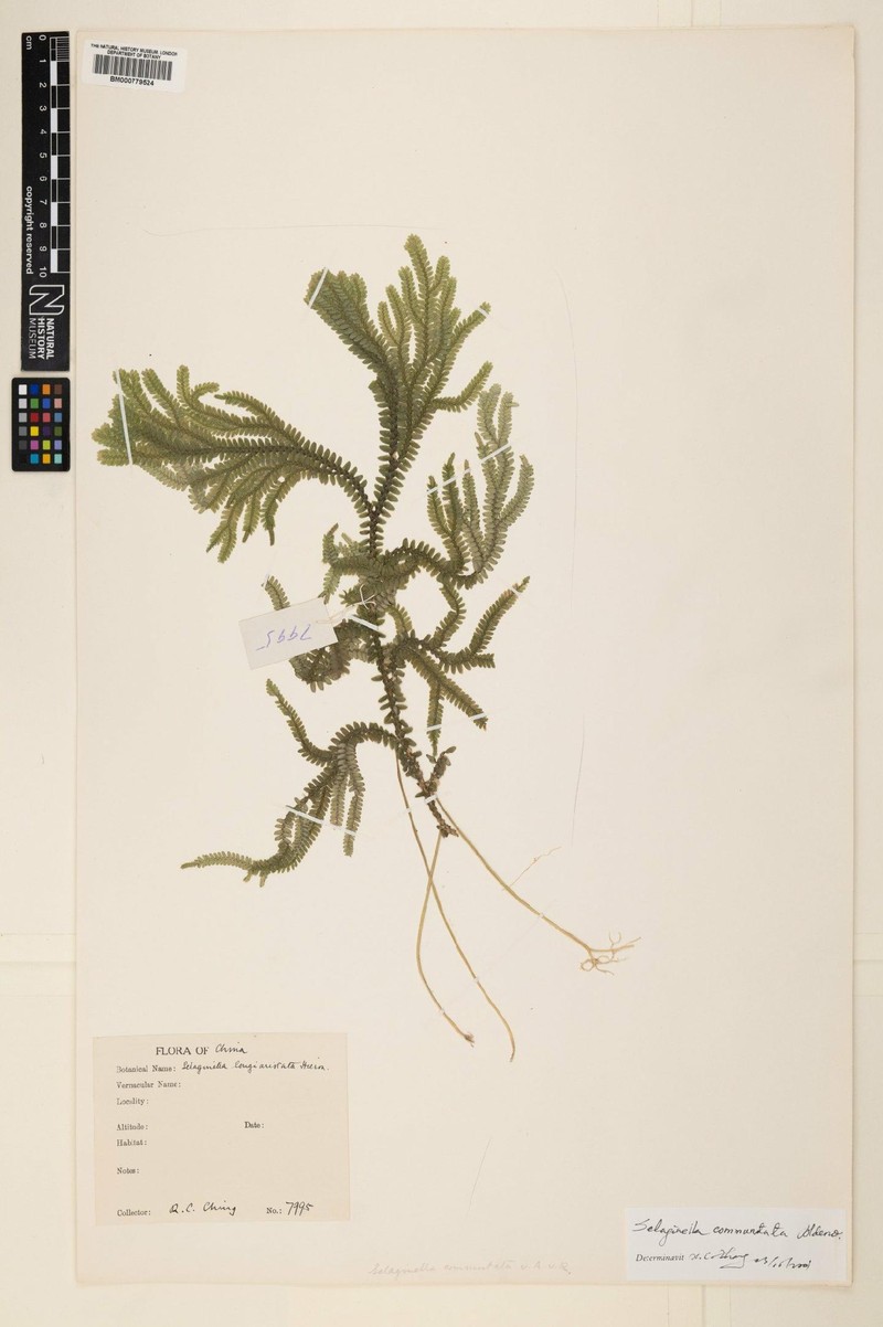 Selaginella commutata photo 4