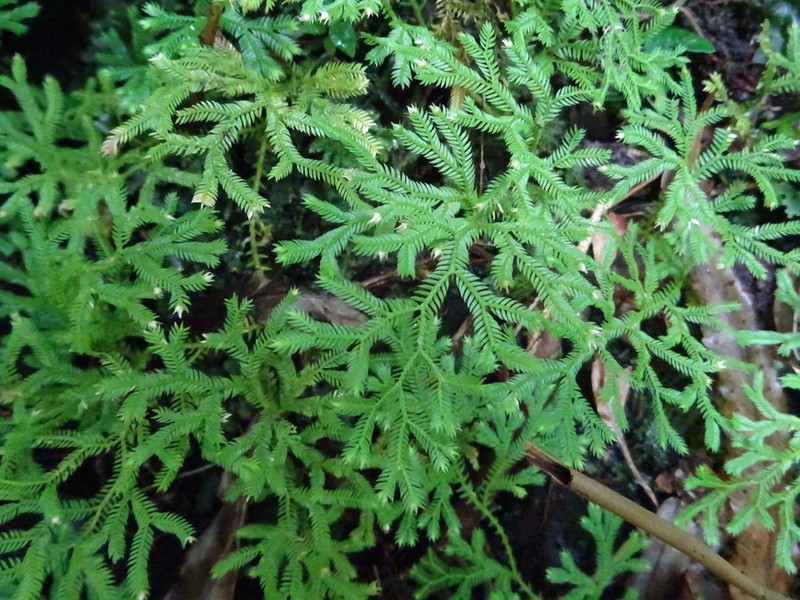 Selaginella concinna