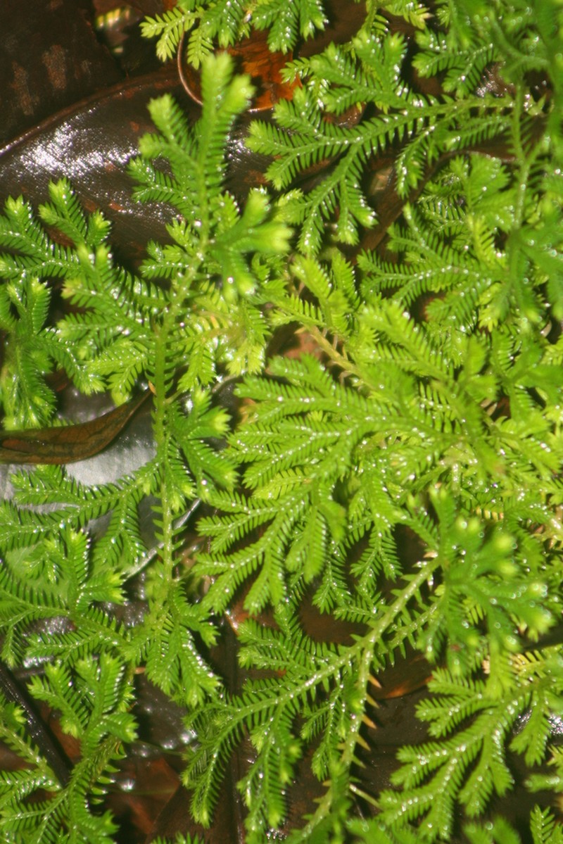 Selaginella concinna photo 2