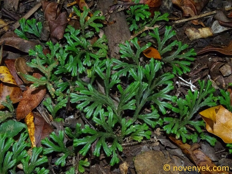Selaginella concinna photo 3
