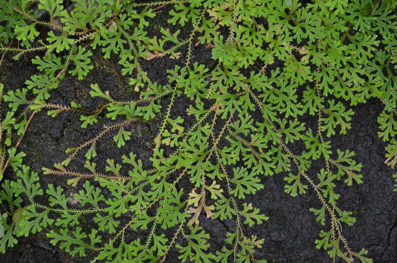 Selaginella concinna photo 4