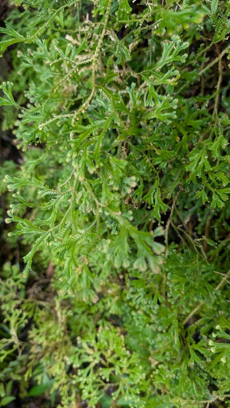 Selaginella concinna photo 5