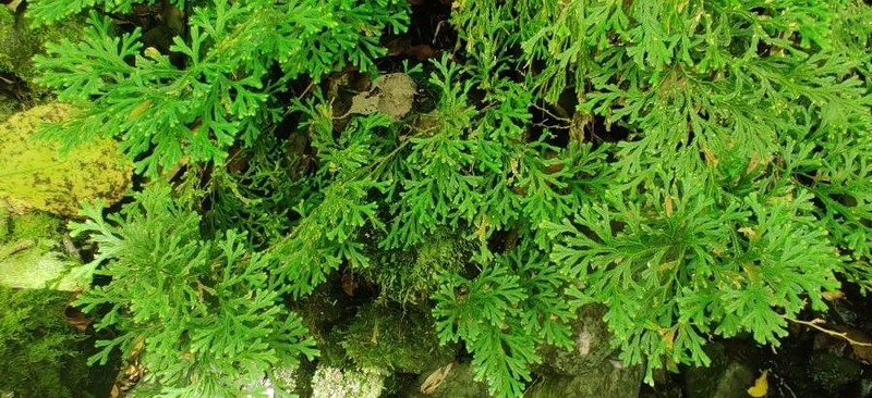 Selaginella concinna photo 6