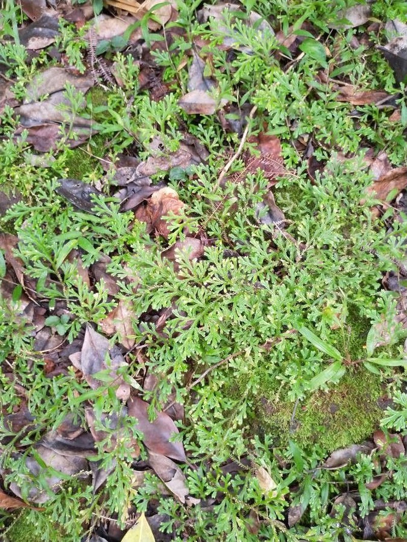 Selaginella concinna photo 7