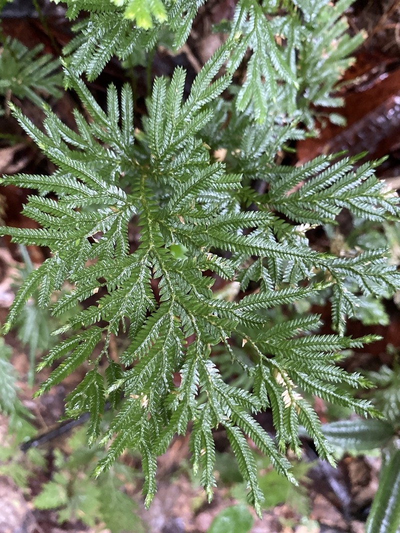 Selaginella conduplicata