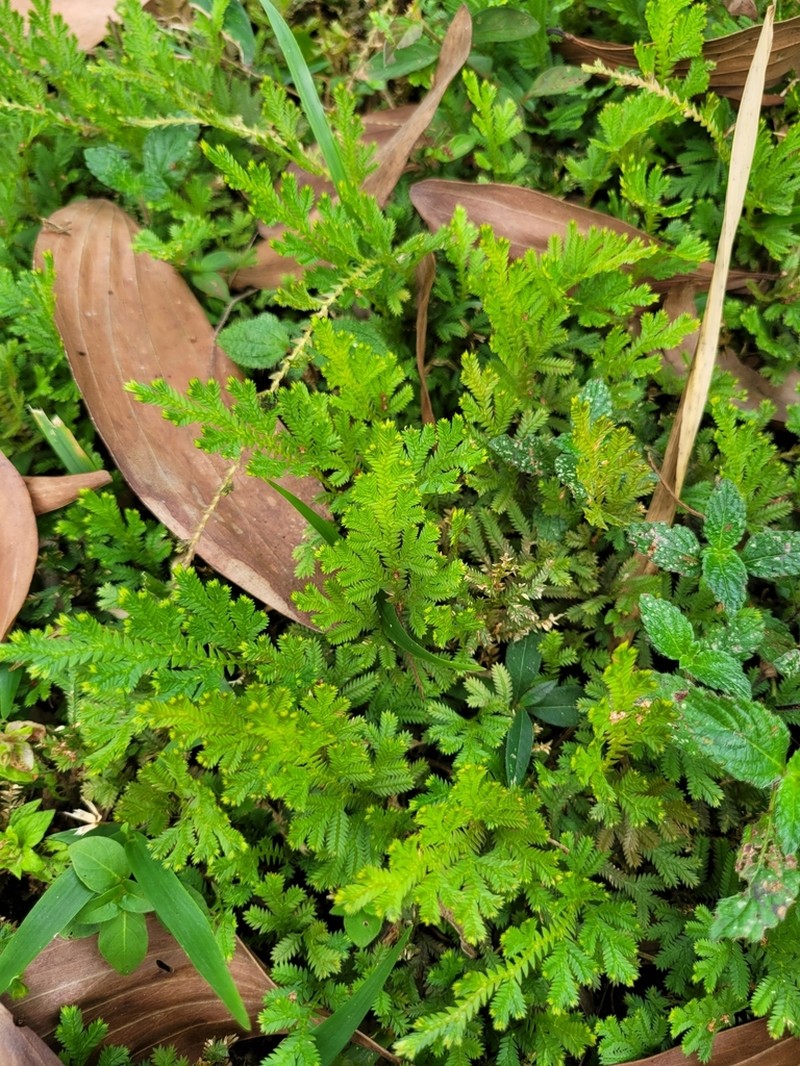 Selaginella conduplicata photo 2