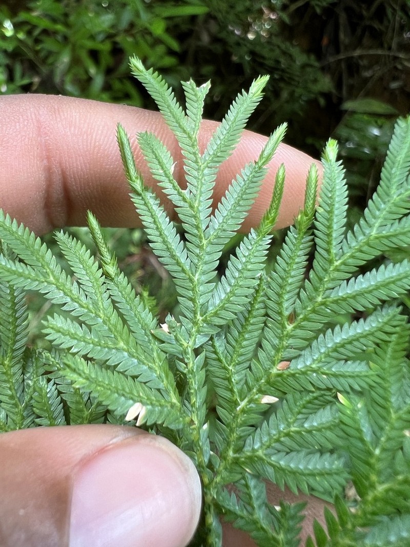 Selaginella conduplicata photo 3