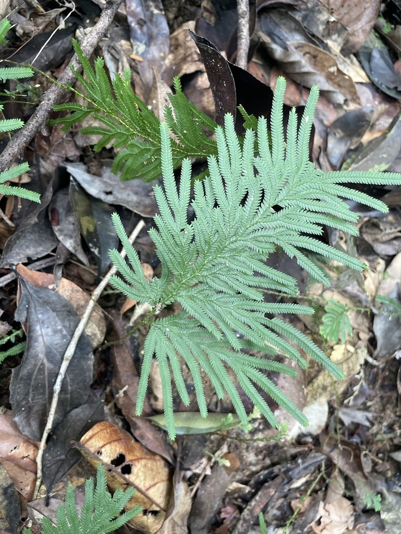Selaginella conduplicata photo 4
