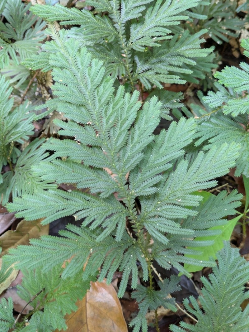 Selaginella conduplicata photo 5