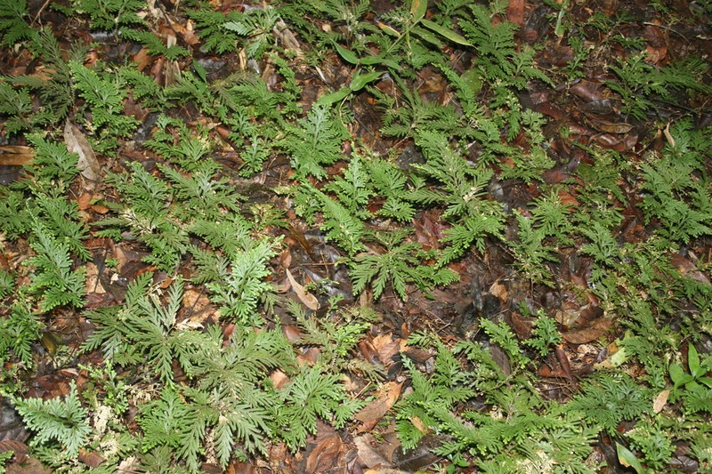 Selaginella conduplicata photo 6