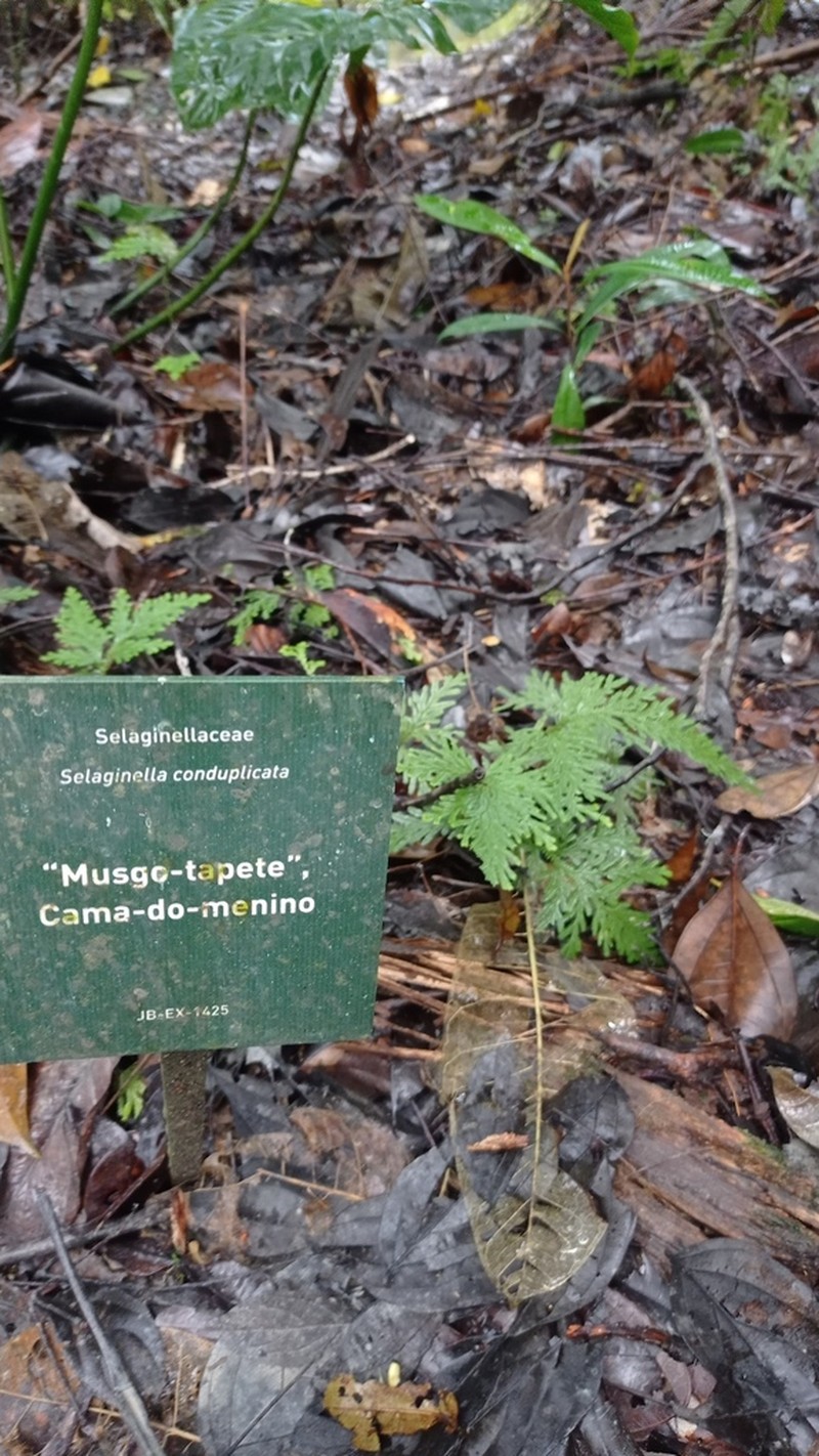 Selaginella conduplicata photo 8