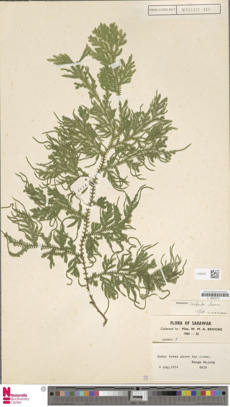 Selaginella conferta