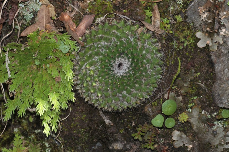 Selaginella confusa
