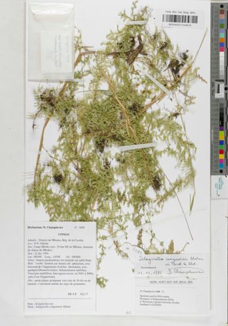 Selaginella congoensis