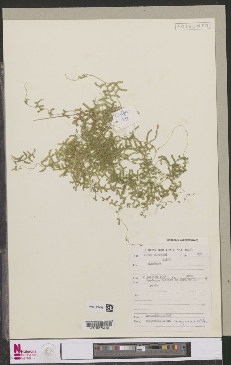 Selaginella congoensis photo 2