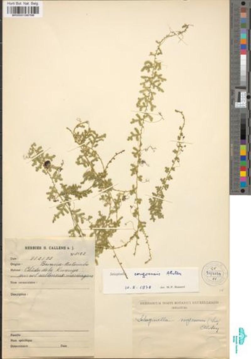 Selaginella congoensis photo 3