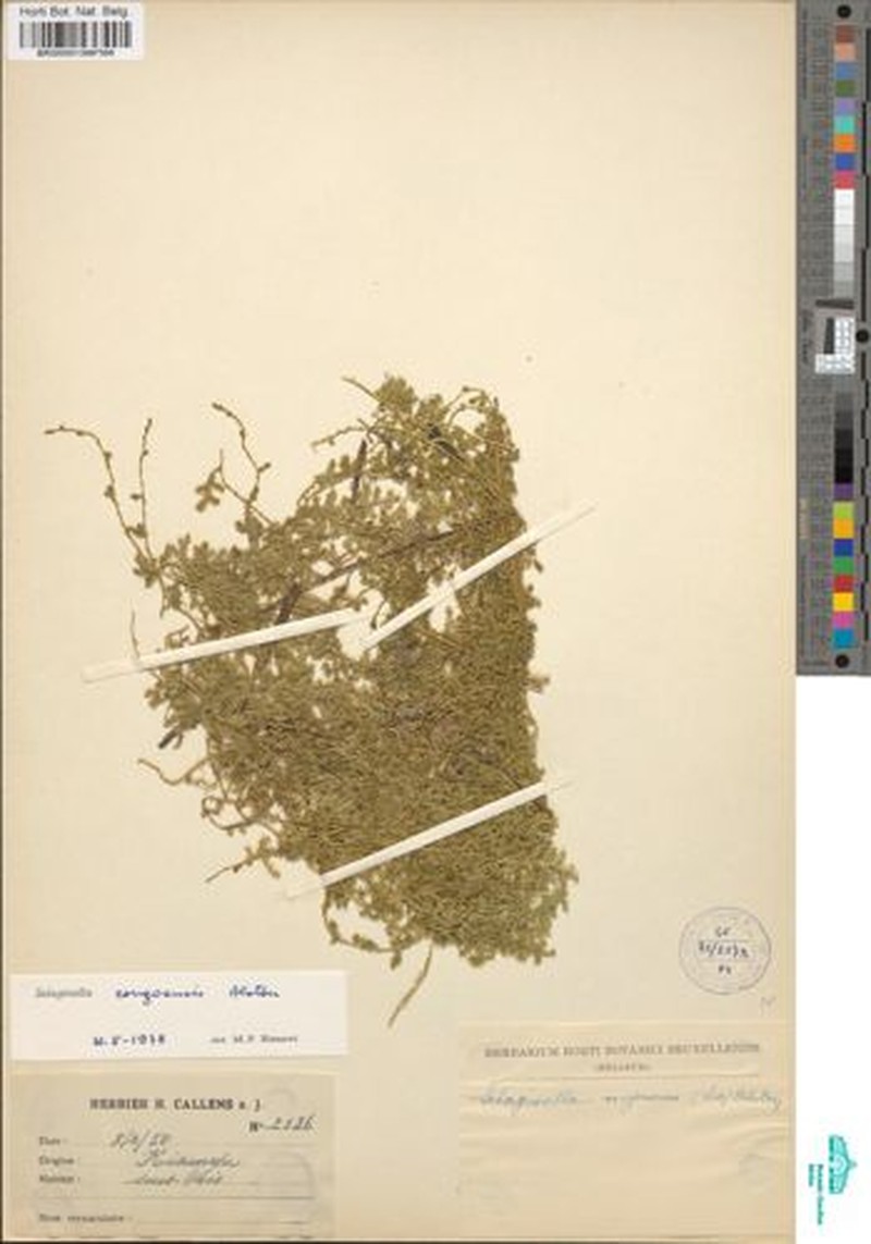 Selaginella congoensis photo 4