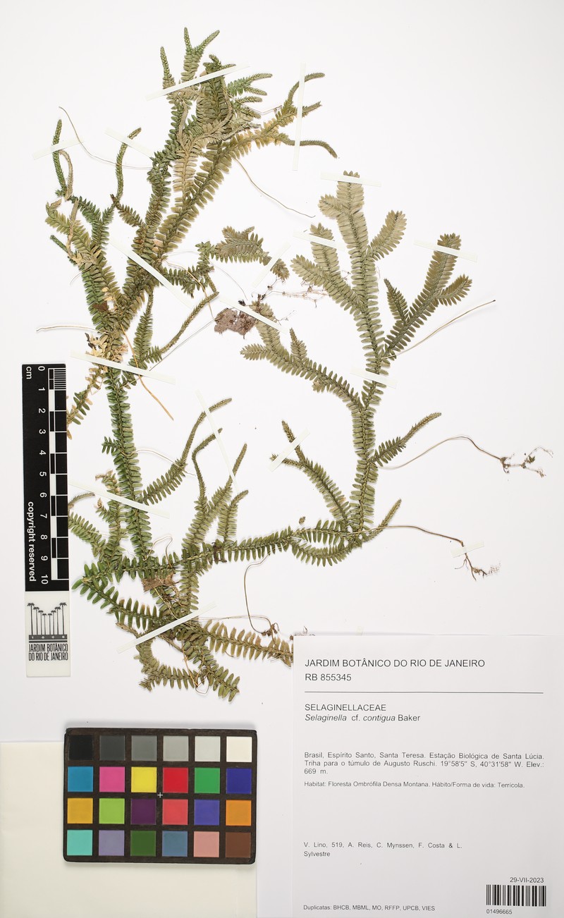 Selaginella contigua