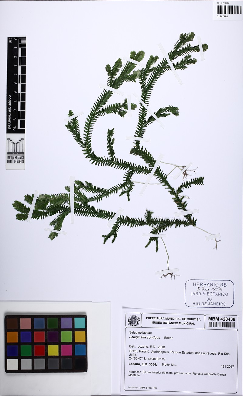 Selaginella contigua photo 2