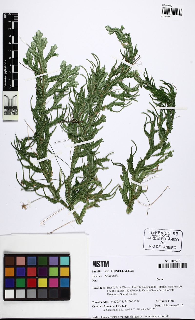 Selaginella contigua photo 3