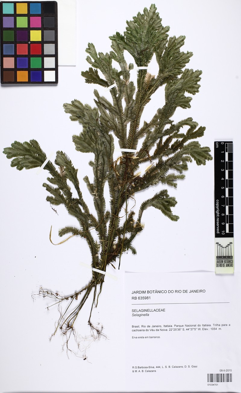 Selaginella contigua photo 4