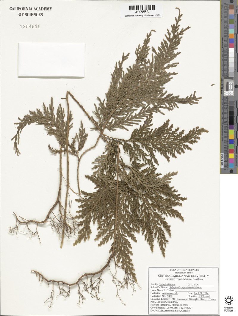 Selaginella copelandii