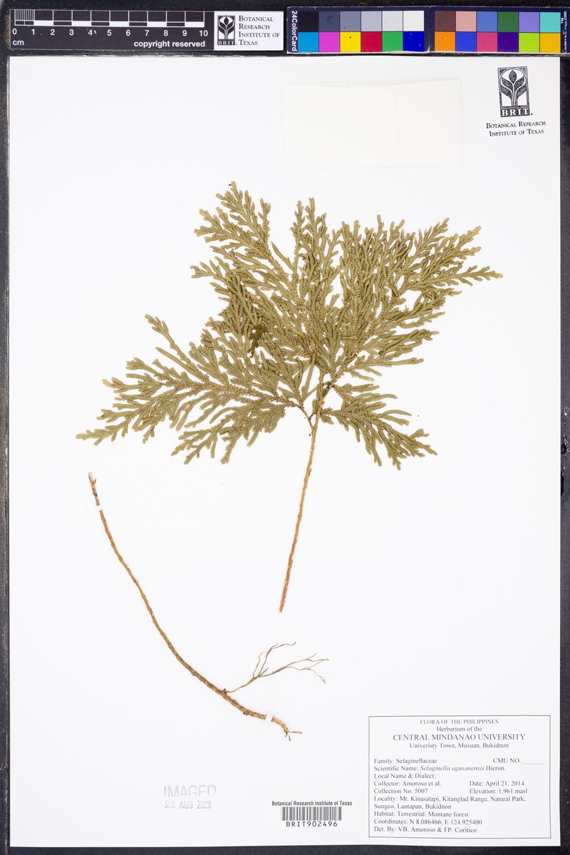 Selaginella copelandii photo 2
