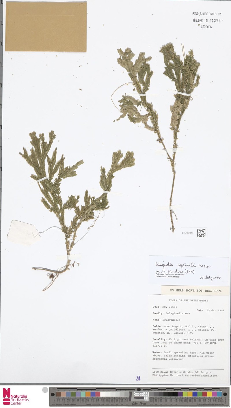 Selaginella copelandii photo 3