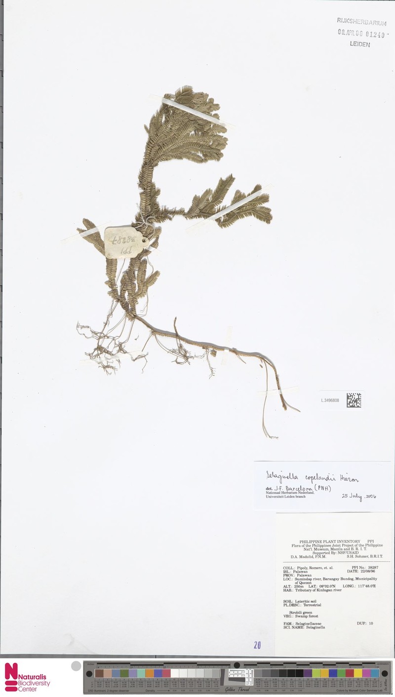 Selaginella copelandii photo 4