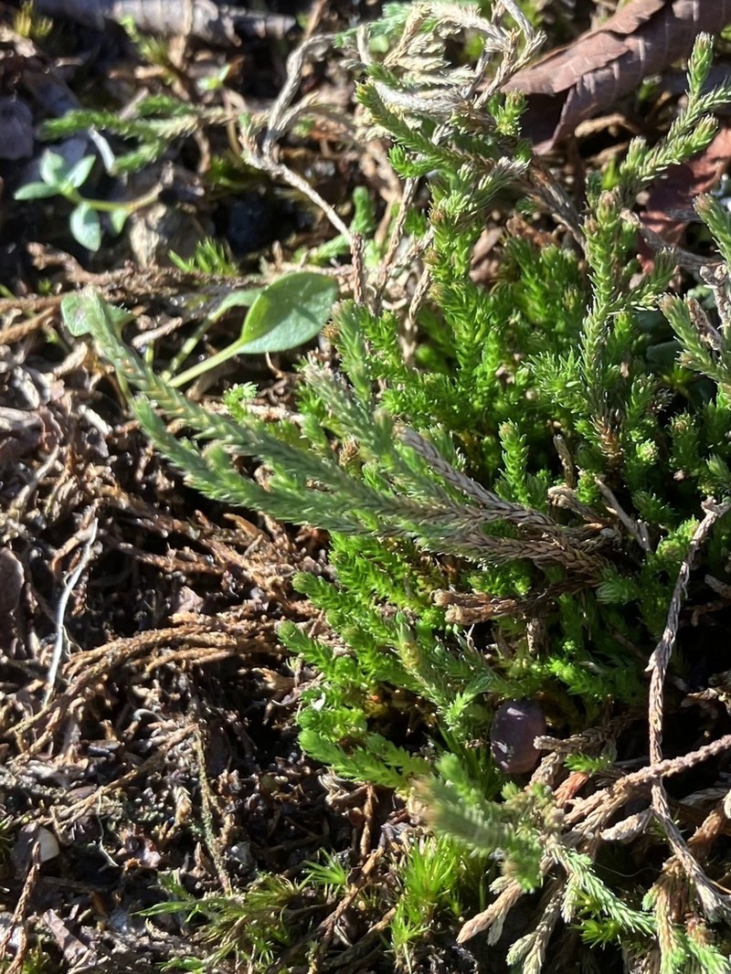 Selaginella corallina