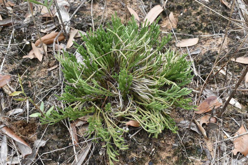 Selaginella corallina photo 2