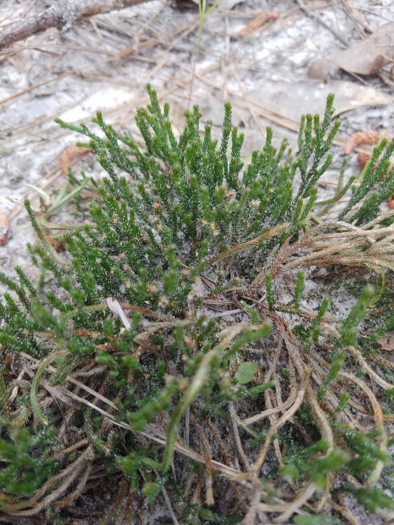 Selaginella corallina photo 3