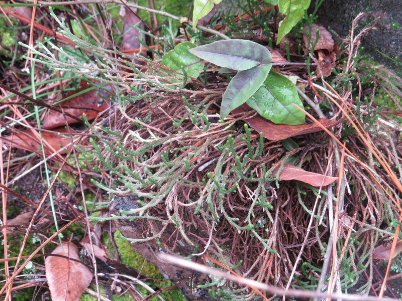 Selaginella corallina photo 4
