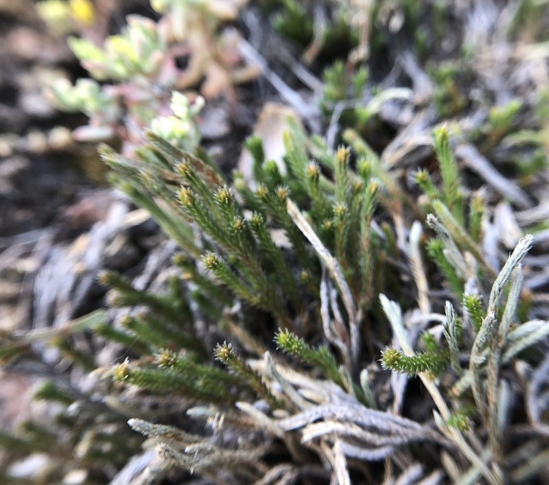 Selaginella corallina photo 5