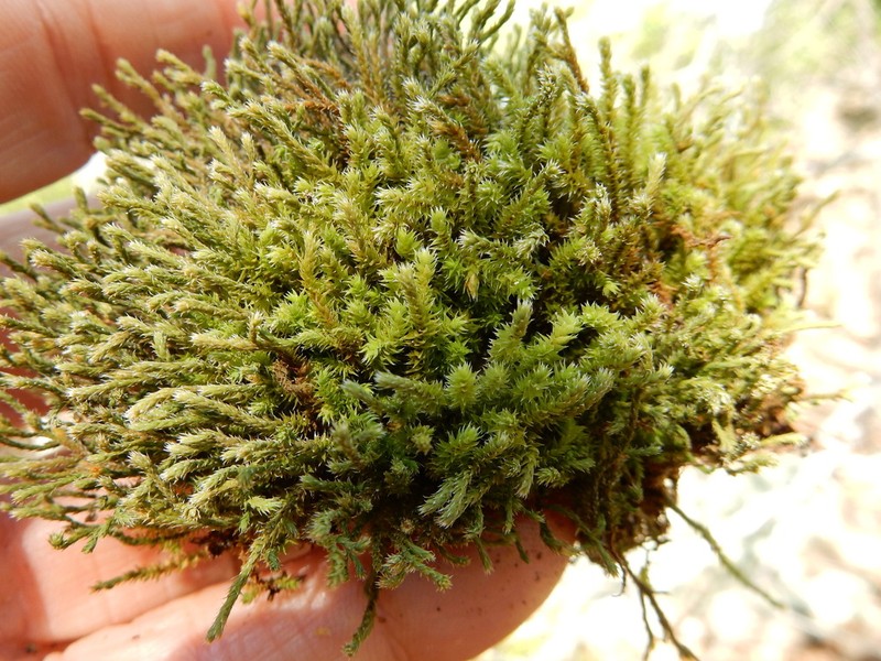 Selaginella corallina photo 6